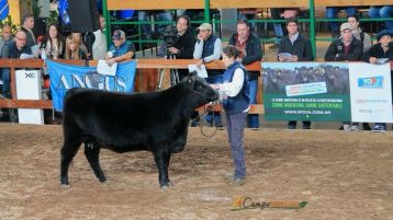 Oto&ntilde;o Angus 2024