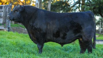 San Edmundo 507 LAPACHO