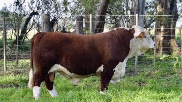 San Edmundo 1651 RAMBLER