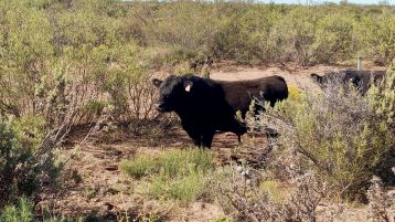 Limay Mahuida, La Pampa