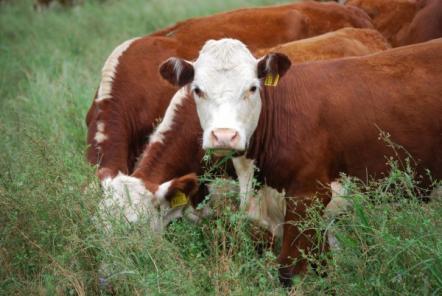 Aseguran que la oferta argentina de carne vacuna seguirá siendo limitada en 2017