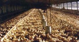 Granja Tres Arroyos amplía su planta de reproducción avícola en Santa Elena