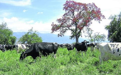 Una montaña de leche