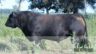 toro angus de perfil