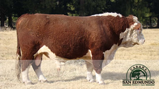 toro hereford de perfil